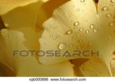 Yellow leaves View Large Photo Image Stock Photograph - Yellow leaves. Fotosearch