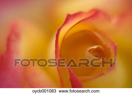 Stock Image - Yellow rose. Fotosearch