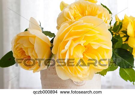 Yellow roses View Large Photo Image Picture - Yellow roses. Fotosearch