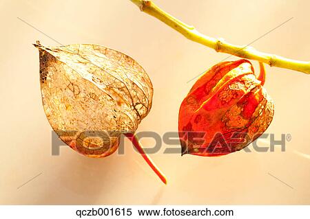 Stock Photography - Alkekengi. Fotosearch