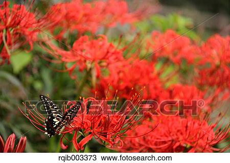Stock Image - Amaryllidaceae and Swallowtail. Fotosearch