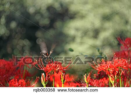 Amaryllidaceae and Swallowtail View Large Photo Image Stock Photo - Amaryllidaceae and Swallowtail. Fotosearch