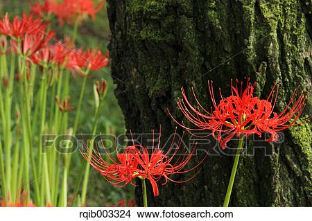 Picture - Amaryllidaceae. Fotosearch