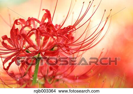 Picture - Amaryllidaceae. Fotosearch