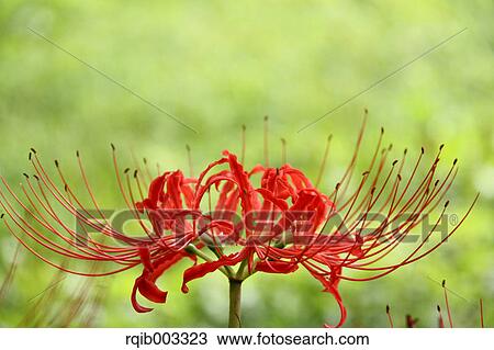 Stock Image - Amaryllidaceae. Fotosearch