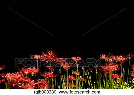 Amaryllidaceae View Large Photo Image Stock Image - Amaryllidaceae. Fotosearch