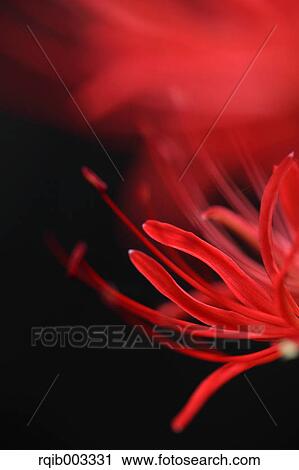 Stock Image - Amaryllidaceae. Fotosearch