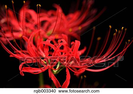 Stock Image - Amaryllidaceae. Fotosearch