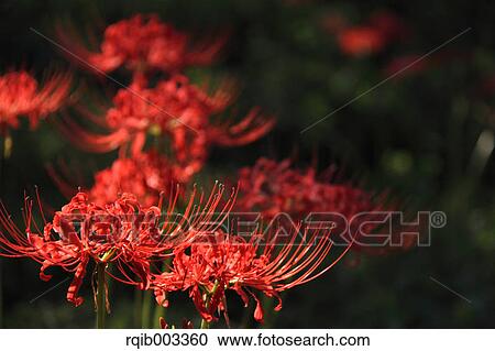 Stock Image - Amaryllidaceae. Fotosearch