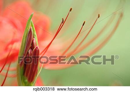 Stock Photo - Amaryllidaceae. Fotosearch