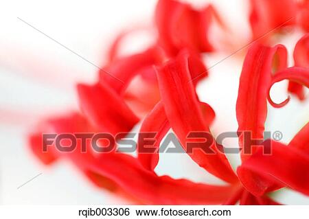 Stock Photograph - Amaryllidaceae. Fotosearch