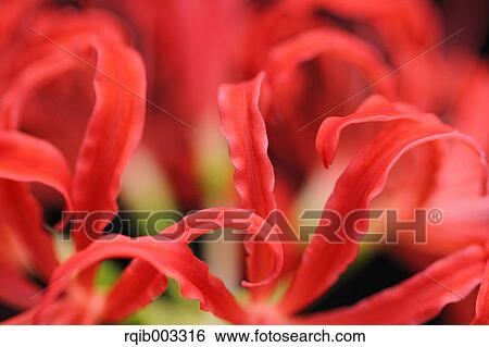 Stock Photograph - Amaryllidaceae. Fotosearch