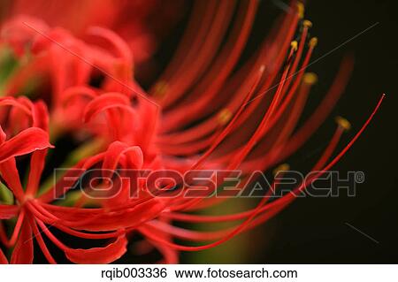 Stock Photograph - Amaryllidaceae. Fotosearch