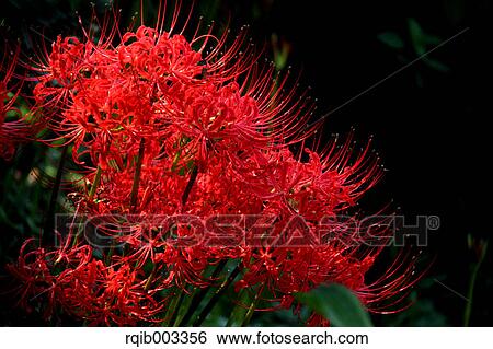 Stock Photograph - Amaryllidaceae. Fotosearch