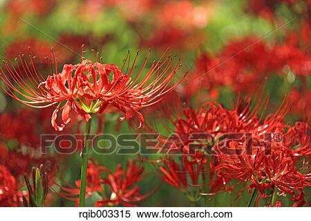 Amaryllidaceae View Large Photo Image Stock Photography - Amaryllidaceae. Fotosearch