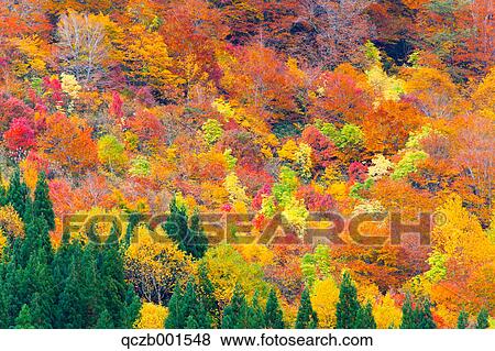 Autumn colors, Akita Prefecture View Large Photo Image Stock Photo - Autumn colors, Akita Prefecture. Fotosearch