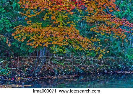 Autumn colors at Lake Yuno, Tochigi Prefecture View Large Photo Image Stock Image - Autumn colors at Lake Yuno, Tochigi Prefecture. Fotosearch