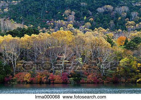 Stock Photo - Autumn colors at Lake Yuno, Tochigi Prefecture. Fotosearch