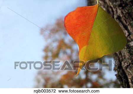 Autumn leaf View Large Photo Image Stock Image - Autumn leaf. Fotosearch