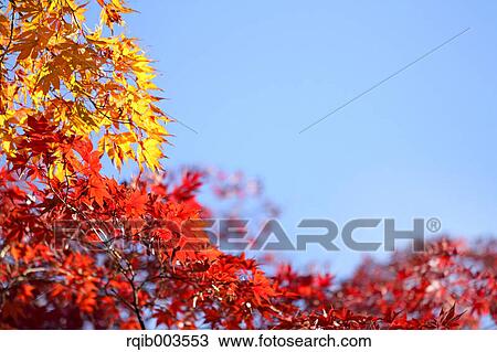 Stock Image - Autumn leaves and blue sky. Fotosearch