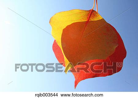 Picture - Autumn leaves. Fotosearch