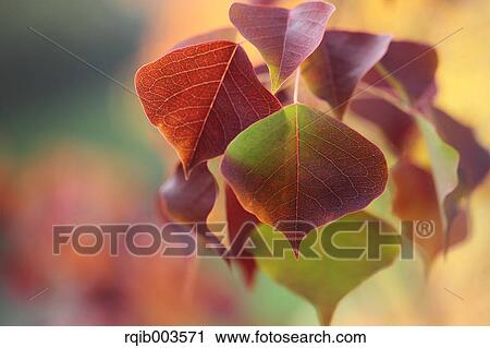 Stock Image - Autumn leaves. Fotosearch