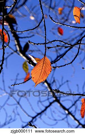 Autumn leaves View Large Photo Image Stock Image - Autumn leaves. Fotosearch