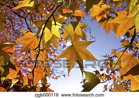 Stock Photograph - Autumn leaves. Fotosearch