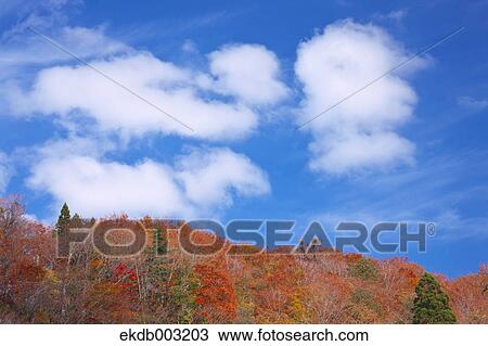 Autumn trees and blue sky with clouds View Large Photo Image Stock Image - Autumn trees and blue sky with clouds. Fotosearch