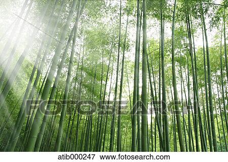 Bamboo forest and sunlight View Large Photo Image Stock Photo - Bamboo forest and sunlight. Fotosearch