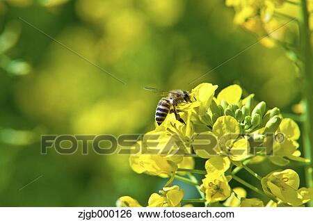 Stock Photograph - Bee on rape flower. Fotosearch