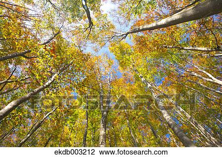 Beech forest View Large Photo Image Stock Image - Beech forest. Fotosearch