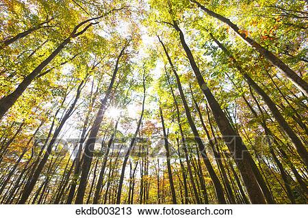 Beech forest View Large Photo Image Stock Image - Beech forest. Fotosearch