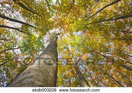 Stock Photo - Beech forest. Fotosearch