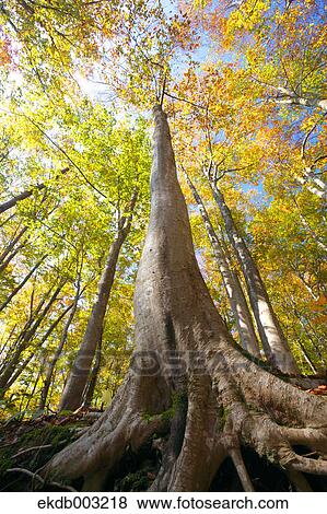 Beech forest View Large Photo Image Stock Photo - Beech forest. Fotosearch