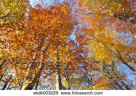 Beech forest View Large Photo Image Stock Photo - Beech forest. Fotosearch
