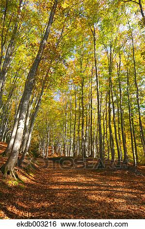 Stock Photograph - Beech forest. Fotosearch