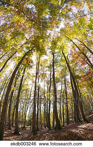 Stock Photograph - Beech forest. Fotosearch