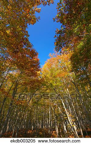 Beech forest View Large Photo Image Stock Photography - Beech forest. Fotosearch