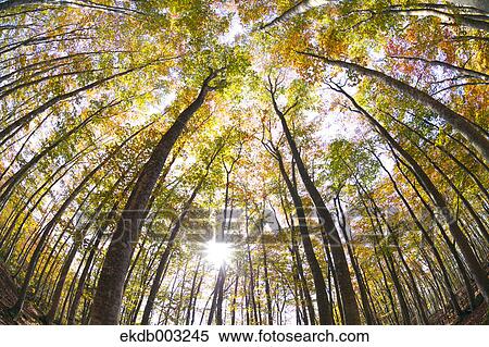 Beech forest View Large Photo Image Stock Photography - Beech forest. Fotosearch