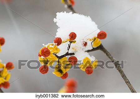 Stock Image - Bittersweet flowers and snow. Fotosearch