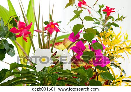 Stock Image - Bougainvillea Coconut Palm and Frangipani flowers. Fotosearch