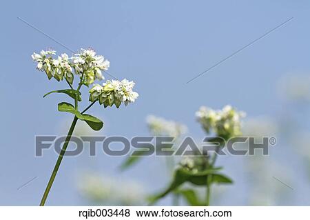 Buckwheat flowers View Large Photo Image Stock Photo - Buckwheat flowers. Fotosearch