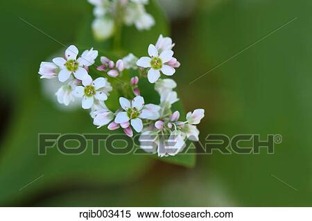 Stock Photography - Buckwheat flowers. Fotosearch