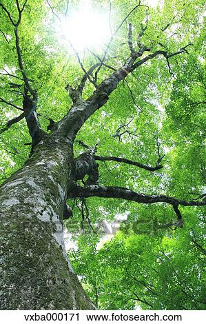 Buna tree View Large Photo Image Stock Image - Buna tree. Fotosearch