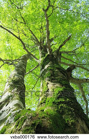 Buna tree View Large Photo Image Stock Photograph - Buna tree. Fotosearch