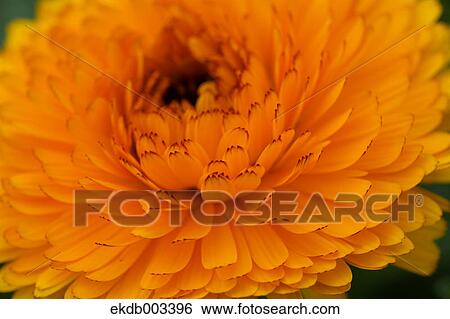 Calendula flower View Large Photo Image Stock Photograph - Calendula flower. Fotosearch
