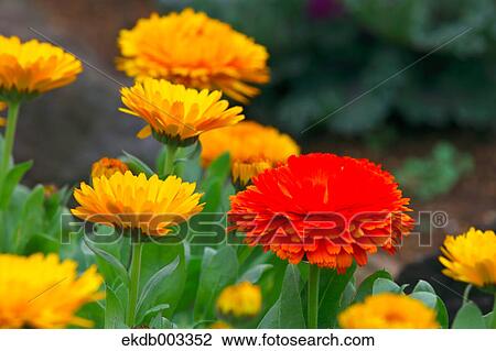 Calendula flowers View Large Photo Image Stock Image - Calendula flowers. Fotosearch