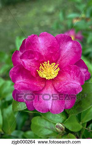 Picture - Camellia Flower. Fotosearch