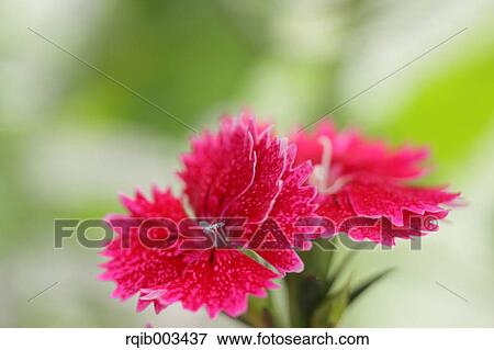 Carnation flowers View Large Photo Image Stock Photo - Carnation flowers. Fotosearch